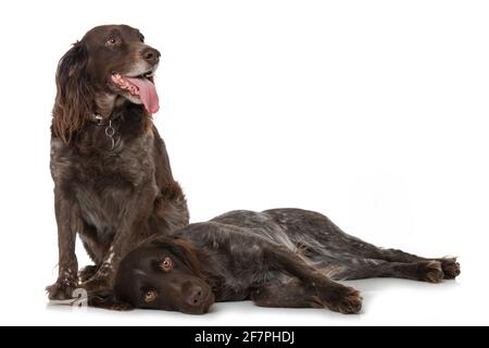 Piccoli cani munsterlander isolati su sfondo bianco Foto Stock