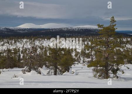 Pallas in primavera, Parco Nazionale Pallas-Yllästunturi, Muonio, Lapponia, Finlandia Foto Stock