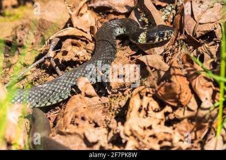 Primo piano su un serpente di erba che strisciando sul massa Foto Stock