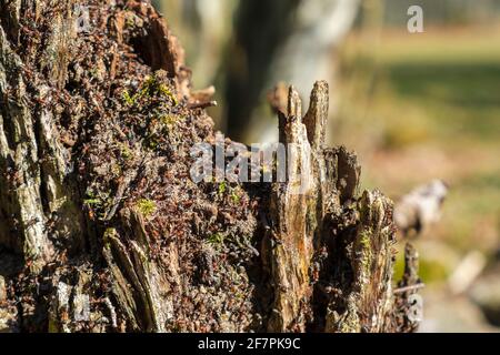 L'albero si stump con formiche in primavera Foto Stock