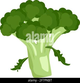 Icona verde di verdure di broccoli. Cibo per una dieta sana. Prodotto naturale adatto a vegetariani. Una fonte di vitamine Illustrazione Vettoriale