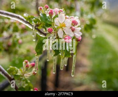 Fiori di mela ricoperti di uno strato di ghiaccio frizzante. Stalattiti di ghiaccio sulle piante di mela dopo l'annaffiatura che impedisce il congelamento del fiore Foto Stock