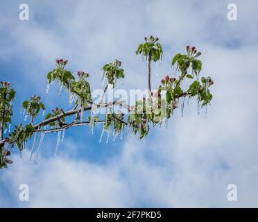 Fiori di mela ricoperti di uno strato di ghiaccio frizzante. Stalattiti di ghiaccio sulle piante di mela dopo l'annaffiatura che impedisce il congelamento del fiore Foto Stock