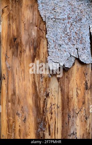 Corteccia di albero che scagliano fuori tronco di conifero danneggiato nella foresta, peste infestata da barbabietola (Scolytinae), struttura di legno o sfondo di legno Foto Stock
