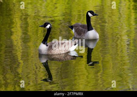 Holmfirth, Yorkshire, Regno Unito, 09 aprile 2021. UK Wildlife, calma prima della tempesta. RASQ Photography/Alamy Live News Foto Stock