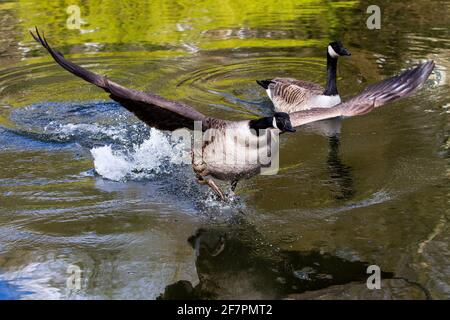 Holmfirth, Yorkshire, Regno Unito, 09 aprile 2021. Fauna selvatica del Regno Unito. Una diga abbastanza assomiglia ad un set di film di Top Gun come la lotta delle oche del Canada durante la stagione di riproduzione. RASQ Photography/Alamy Live News Foto Stock