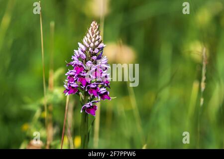 Una vista in HDR a 3 immagini d'estate di un'orchidea piramidale, Anacamptis piramidalis, presso la Riserva Naturale di Heysham, nel Lancashire, Inghilterra. 20 giugno 2014 Foto Stock