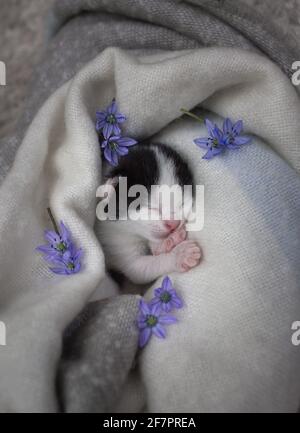 un cucciolo neonato bianco e nero dorme dolcemente in una morbida sciarpa a maglia. Piccole zampe vicino al muso. Fiori blu intorno al bambino. Amore Foto Stock