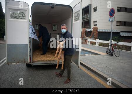 Malaga, Spagna. 09 aprile 2021. Un protestante che indossa una maschera facciale come precauzione contro la diffusione della covid-19 visto tenere un agnello fuori della sottodelegazione del governo durante la manifestazione.gli agricoltori della provincia di Malaga hanno protestato contro la nuova riforma della politica agraria (conosciuta come Politica agricola comune) dal ministro spagnolo per l'agricoltura, la pesca e l'alimentazione Luis Planas. L'industria agricola ritiene che la nuova legge agraria danneggi i diritti degli agricoltori e gli aiuti al campo andaluso. (Foto di Jesus Merida/SOPA Images/Sipa USA) Credit: Sipa USA/Alamy Live News Foto Stock