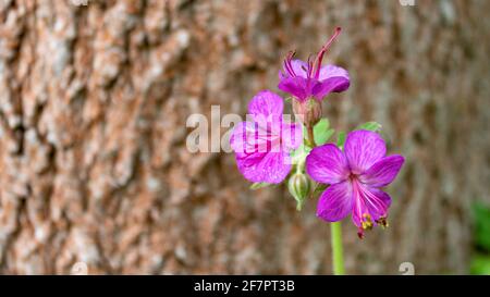 Geranio a bigroot rosa in fiore (geranio macrorrhizum) o geranio bulgaro, primo piano e fuoco selettivo. Foto Stock