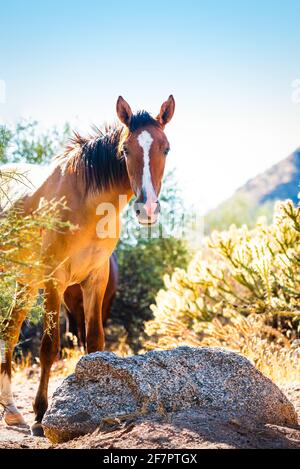 Cavallo selvatico a Lower Salt River, Tonto National Forest, Arizona Foto Stock