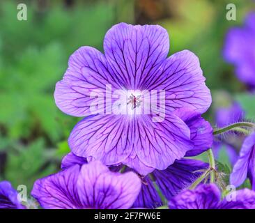 Primo piano di un fiore rosa/viola di geranio selvatico (Geranium maculatum), Inghilterra, Regno Unito Foto Stock