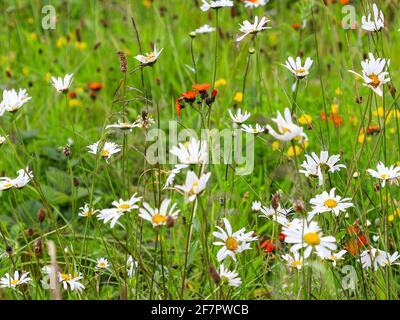 Fiori d'arancio (Pilosella aurantiaca) nel mezzo di Ox eye Daisies (Leucanthemum vulgare), in un campo, Inghilterra, Regno Unito Foto Stock
