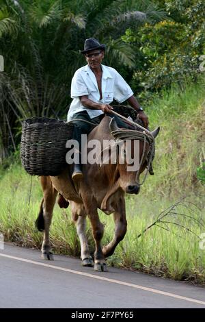 camamu, bahia / brasile - 10 gennaio 2012: L'uomo usa il bue come supporto e per trasportare il carico sull'autostrada BA 001 nella città di Camamu. *** locale C Foto Stock