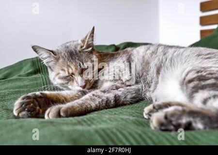 Primo piano ritratto di giovane gatto grigio a strisce dorme sul letto su una coperta verde. Bel gattino divertente Foto Stock