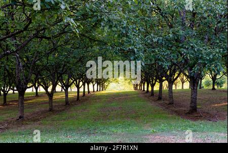 Campo di file di alberi di noce in Dordogna , Francia Foto Stock