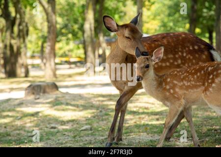 Una madre Sika cervi e il suo bambino hanno macchiato nuzzle in un giardino giapponese soleggiato a Nara, Giappone, Asia in una giornata di sole. Foto Stock