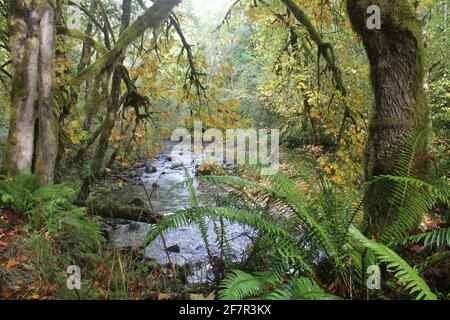 Vecchi alberi di crescita e felci sono visti nella Olympic state Forest vicino a Olympia, nello stato di Washington sud-occidentale, in un giorno fosso Pacifico nord-occidentale. Foto Stock