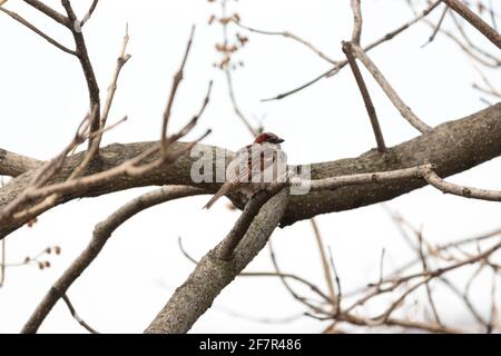 un adulto che riproducono il passero della casa maschile appollaiato su un albero ramo con le sue piume gonfia fuori contro un cielo bianco Foto Stock