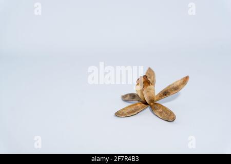 Un colpo vicino su di un seme indiano secco di lilla, un seme asciutto aperto quasi assomiglia ad un artefatto. Azadirachta indica, comunemente noto come neem, nimtree o. Foto Stock