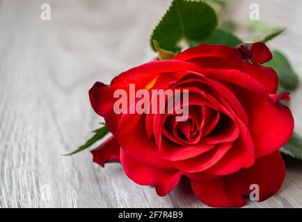 Bella rosa rossa su tavole grigie. Spazio libero Foto Stock