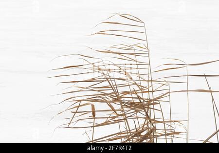 Canna asciutta su neve bianca. Le canne sono in oscillazione nel vento. Foto Stock