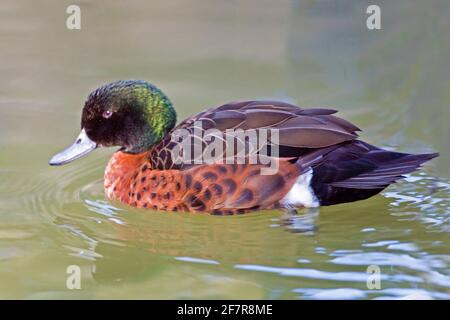 Un maschio castagno Teal, Anas castanea nuoto Foto Stock