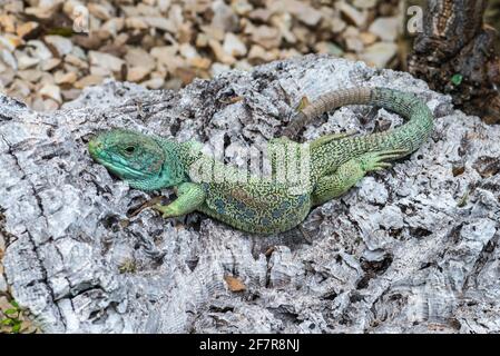 Primo piano di una lucertola vellatata (Timon lepidus) Foto Stock