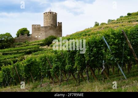 Vista estiva delle rovine del castello medievale tra i vigneti del vigneto di Keysersberg, famoso villaggio vinicolo in Alsazia, vicino a Colmar (Francia) Foto Stock