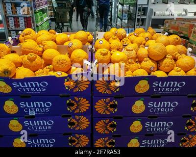 Le arance di sumo Citrus sono viste nel reparto di produzione di un supermercato a New York domenica 4 aprile 2021. Simile al mandarino arance il dekopon, mentre disponibile per anni negli Stati Uniti ha finalmente sviluppato un culto seguito. (© Richard B. Levine) Foto Stock