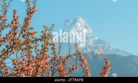 Monte Machhapuchhre in primavera, Annapurna Conservation Area, Himalaya, Nepal. Foto Stock