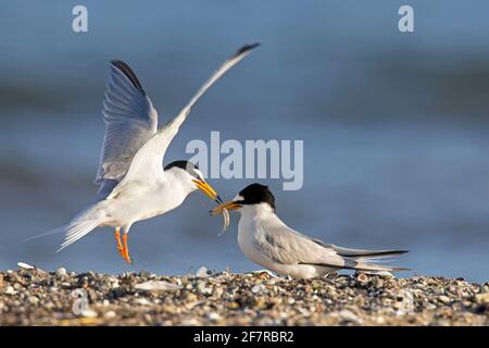 Piccolo terno (Sternula albifrons / Sterna albifrons) maschio che offre anguilla di sabbia / pesce di cicerello a femmina, parte della mostra di corteggiamento sulla spiaggia Foto Stock