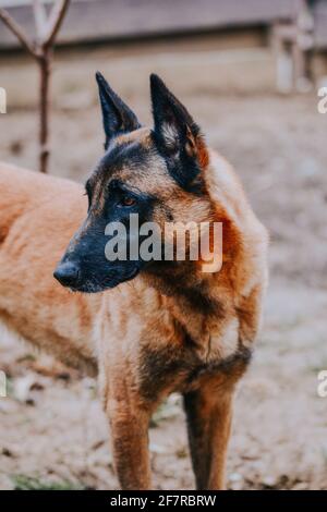 Scatto verticale di un bel cane da pastore tedesco Foto Stock