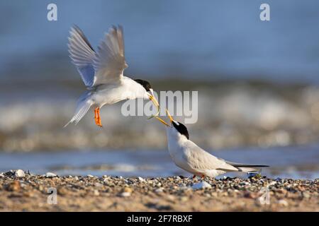 Piccolo terno (Sternula albifrons / Sterna albifrons) maschio che offre anguilla di sabbia / pesce di cicerello a femmina, parte della mostra di corteggiamento sulla spiaggia Foto Stock