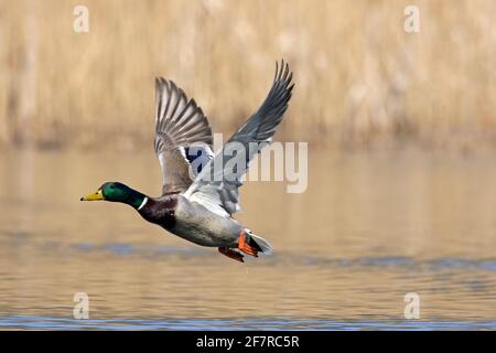 Mallard (Anas platyrhynchos) anatra maschile / drake che decollo dall'acqua del lago in primavera Foto Stock