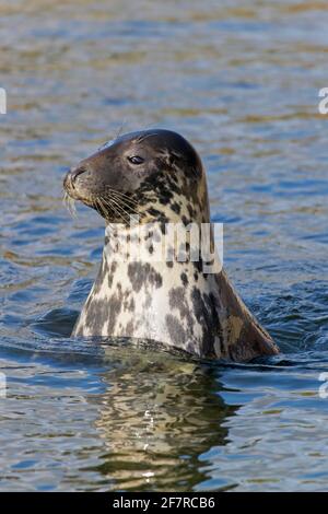 Sigillo grigio ALERT / guarnizione grigia (Halichoerus grypus) nuoto in mare Foto Stock