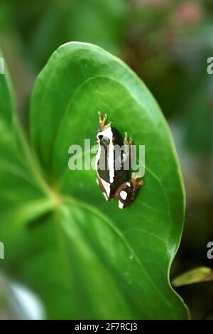 salvador, bahia / brasile - 30 giugno 2009: Rana è avvistata in un giardino nella città di Salvador. Foto Stock