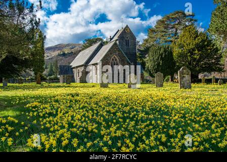 Patterdale, Penrith, Cumbria, Regno Unito. 9 Apr 2021. Meteo nel Regno Unito. Una serie di narcisi dorate al sole presso la chiesa di San Patrizio, Patterdale, Cumbria, nel Lake District National Park. Credit: John Eveson/Alamy Live News Foto Stock