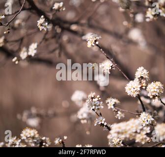 Colpo verticale di un'ape che vola su un fiore una filiale Foto Stock