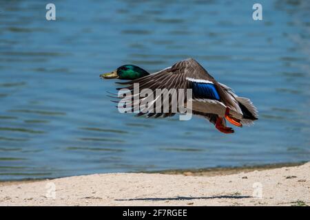 Un mallard maschio (Anas platyrhynchos) che vola durante una giornata di sole primavera. Foto Stock