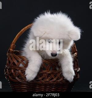 Triste cucciolo samoied cane seduto in un cesto Foto Stock