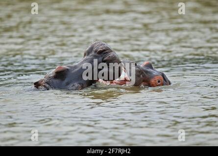 Hippopotamus comune (Hippopotamus anphibius capensis) i giovani giocano combattendo Santa Lucia, Sudafrica Novembre Foto Stock