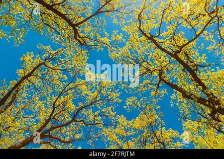 Baldacchino di alberi alti con foglie giovani di Foliage Primavera. Luce solare primaverile in rami superiori di boschi in foresta decidua. Bella natura. Bellezza dentro Foto Stock