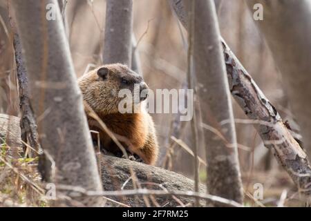 groundhog (Marmota monax), conosciuto anche come mandrini a legna Foto Stock