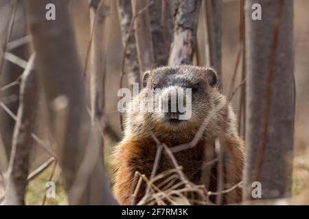 groundhog (Marmota monax), conosciuto anche come mandrini a legna Foto Stock