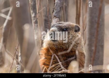 groundhog (Marmota monax), conosciuto anche come mandrini a legna Foto Stock