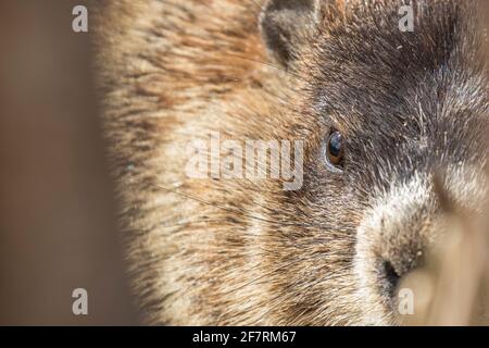 groundhog (Marmota monax), conosciuto anche come mandrini a legna Foto Stock