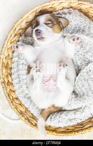 Ritratto di un neonato jack russell terrier cucciolo dormire in un cesto, vista dall'alto. Foto Stock