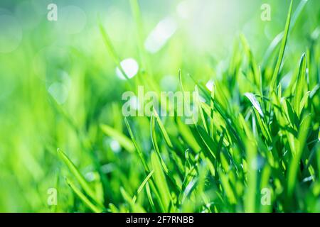 Primo piano estremo di erba verde fresca in primavera Foto Stock