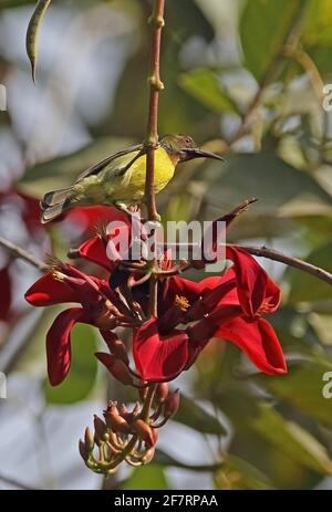 Uccello di girasole bruno (Anthreptes malacensis malacensis) maschio adulto appollaiato al fiore Siem Reap, Cambogia Gennaio Foto Stock